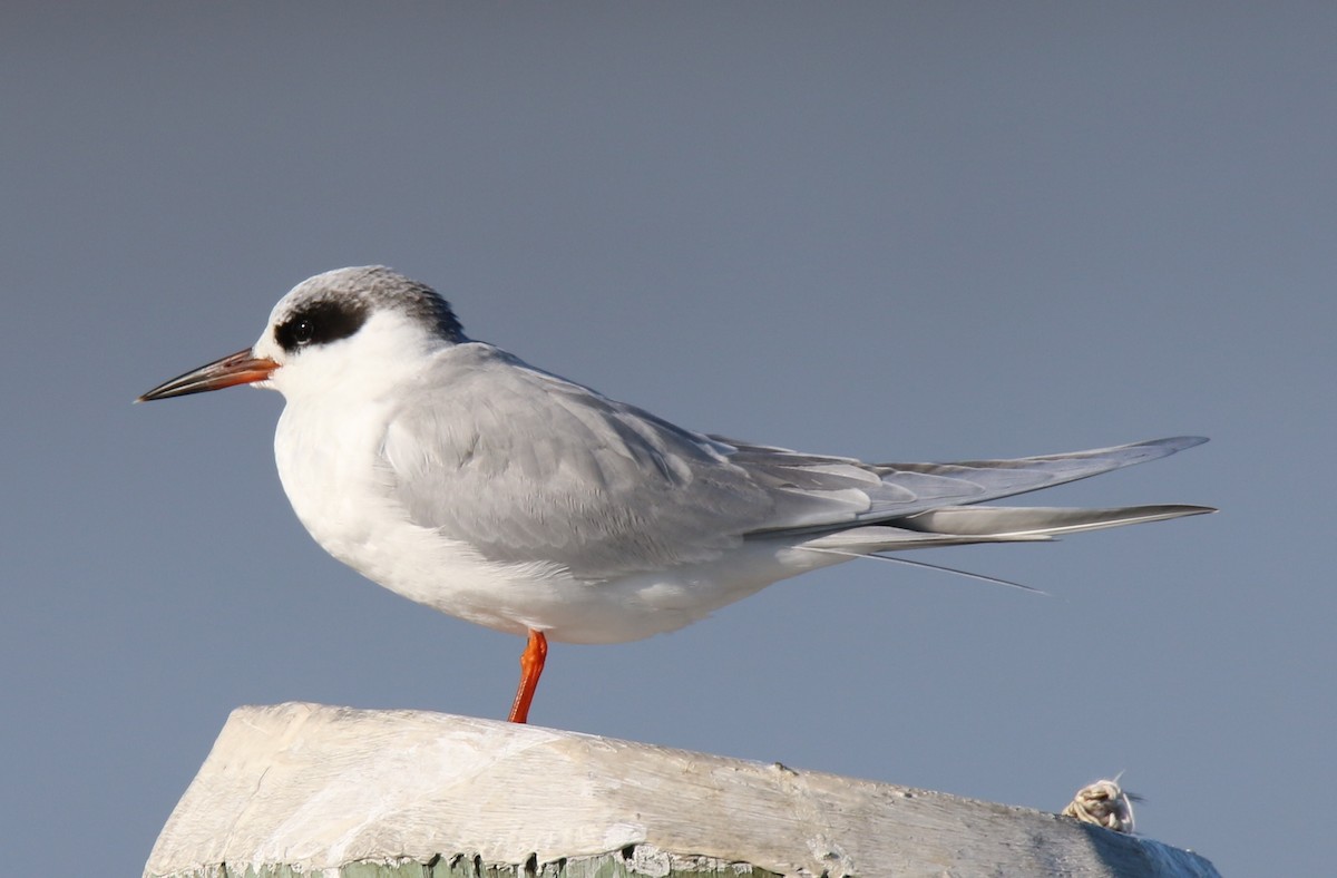 Sterne de Forster - ML55634611