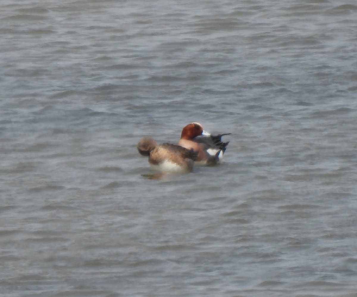 Eurasian Wigeon - ML556346561