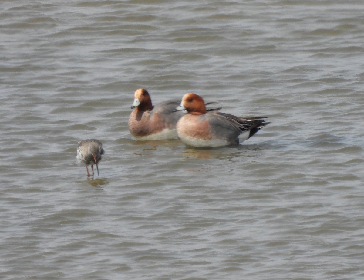 Eurasian Wigeon - ML556346581