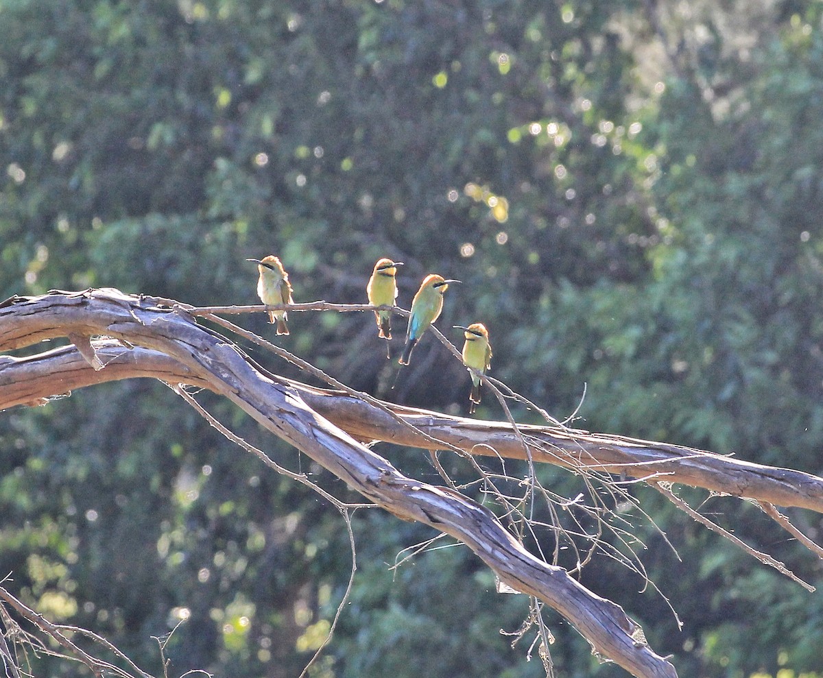 Rainbow Bee-eater - ML556346641