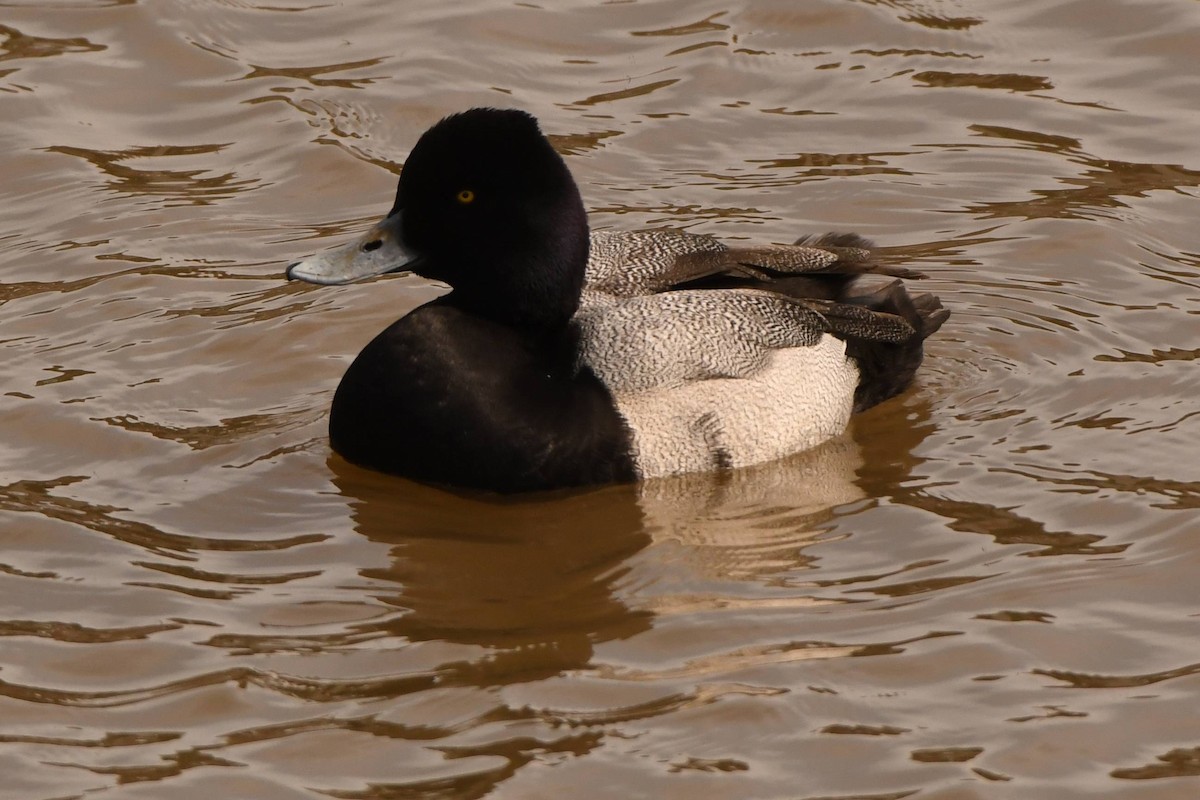 Lesser Scaup - ML556348031