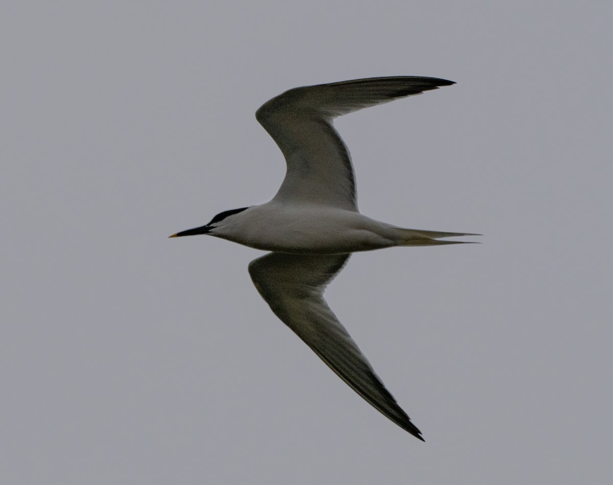 Sandwich Tern - ML556348051