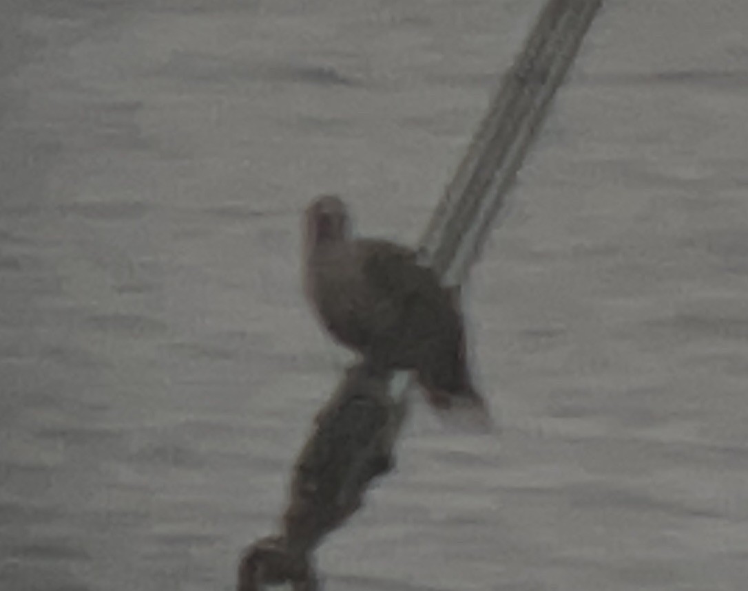 Fou à pieds rouges - ML556348701