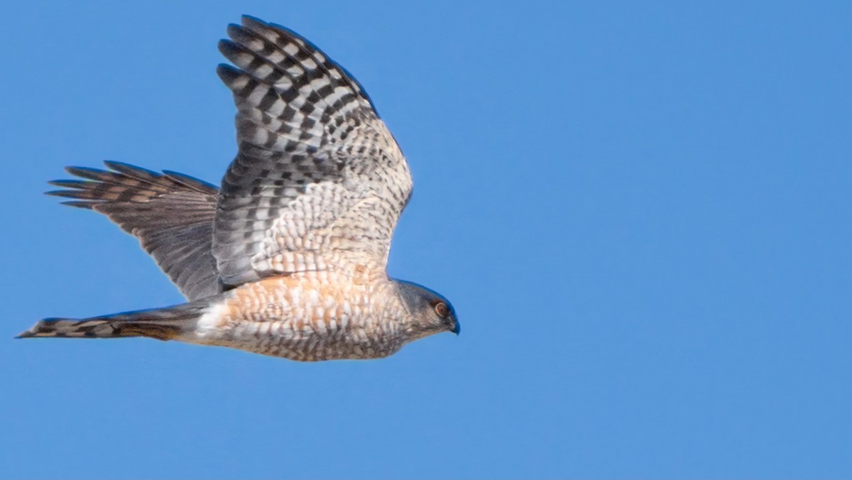 Sharp-shinned Hawk - ML556348931