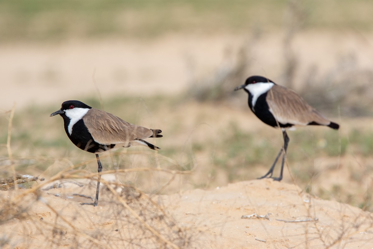 Spur-winged Lapwing - Veikko Salo