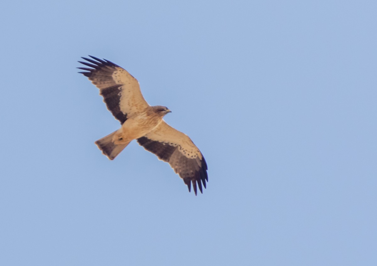 Águila Calzada - ML556349031