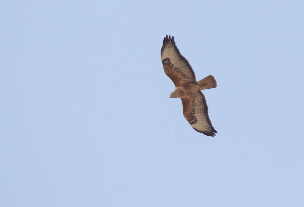 Common Buzzard (Steppe) - ML556349081