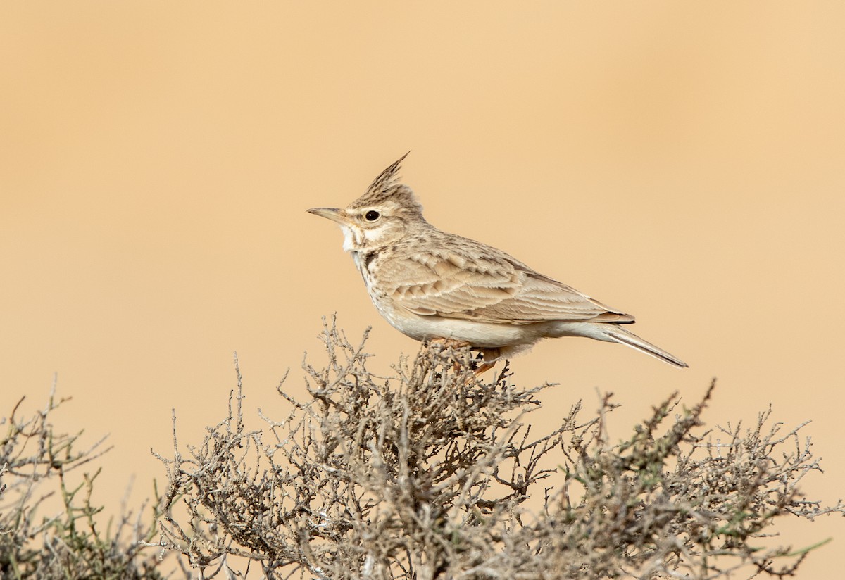 Crested Lark - ML556349241