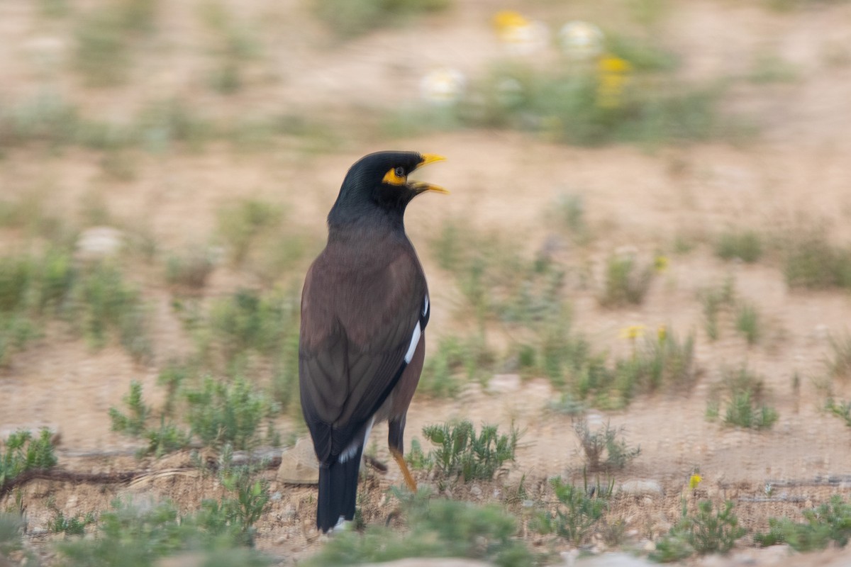 Common Myna - ML556349371