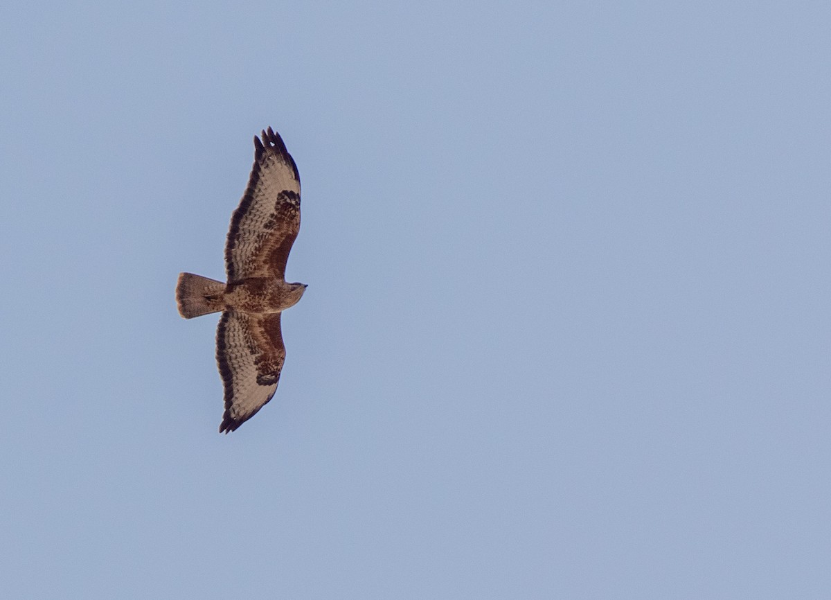 Common Buzzard (Steppe) - Veikko Salo