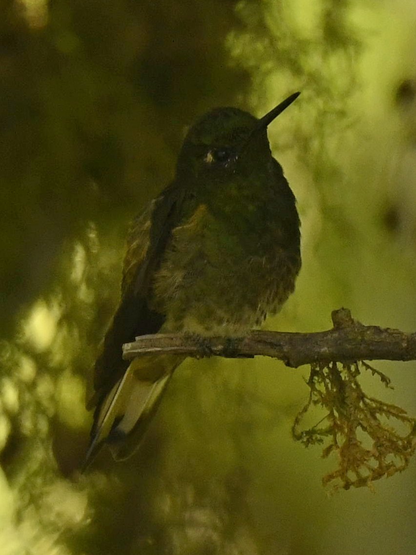 Buff-tailed Coronet - ML556350241