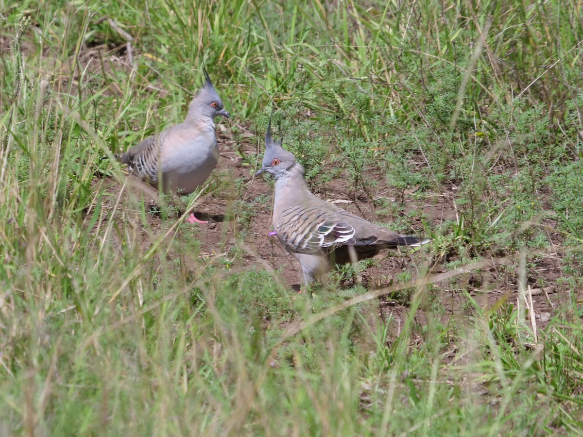 Crested Pigeon - ML556350391