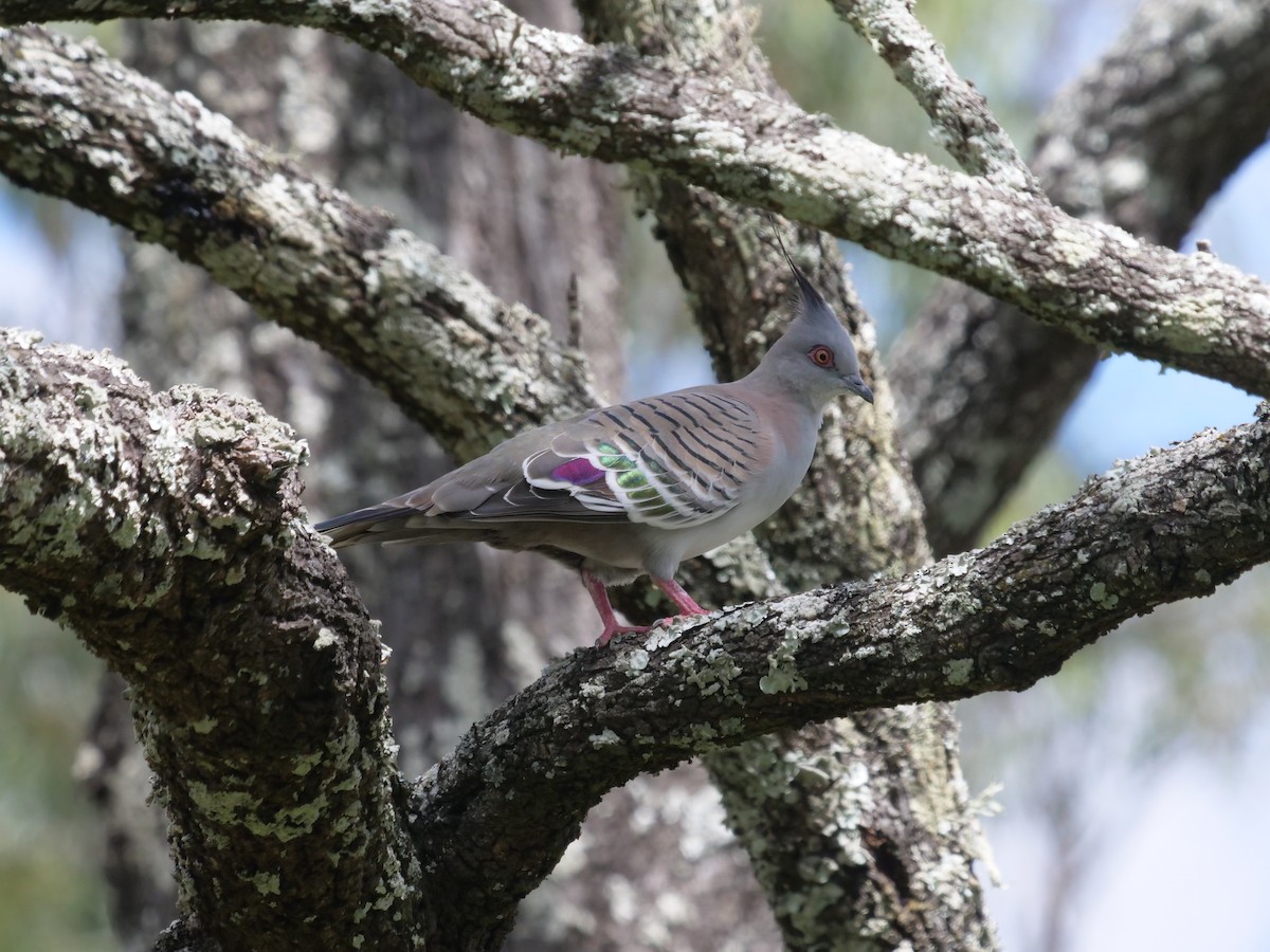 Crested Pigeon - ML556350401