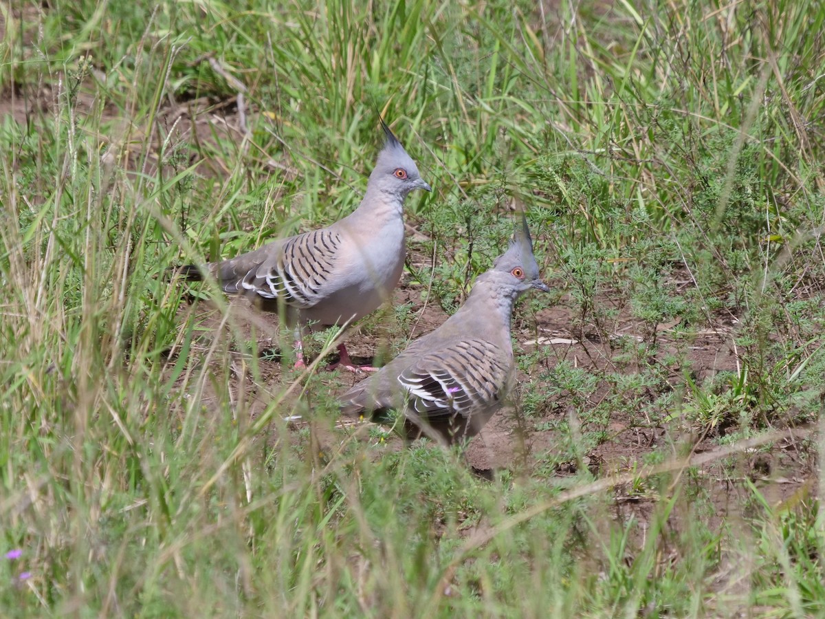 Crested Pigeon - ML556350411