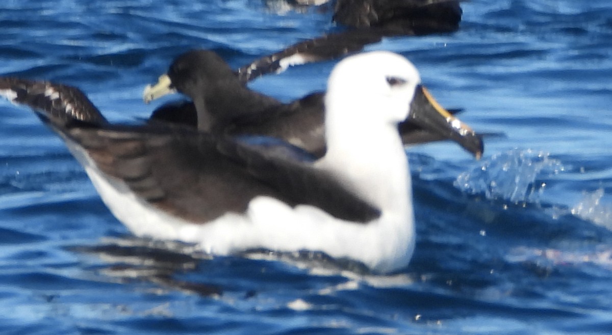 Albatros à nez jaune ou A. de Carter - ML556350451