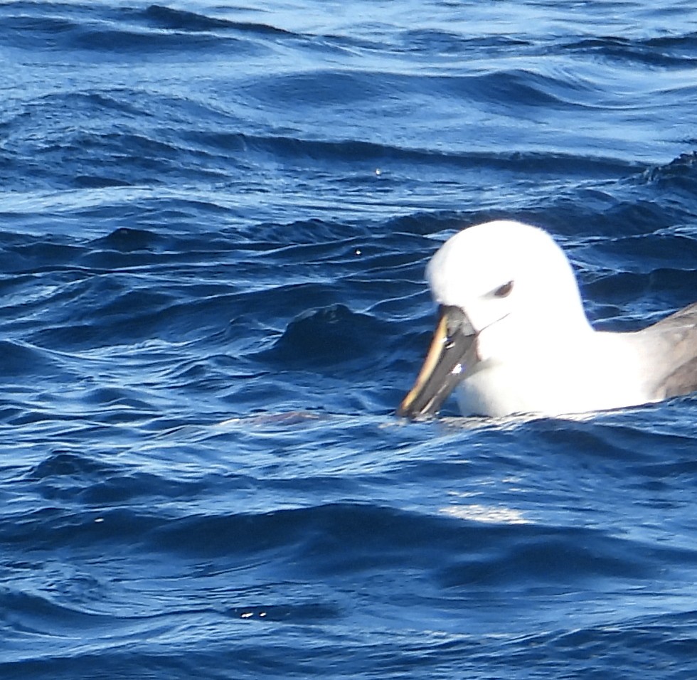 Albatros à nez jaune ou A. de Carter - ML556350461