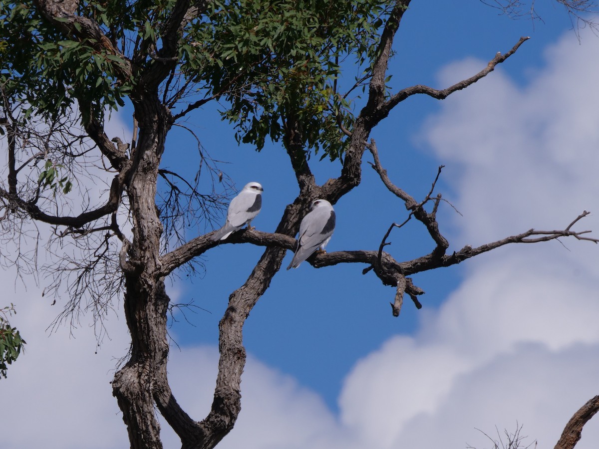 Black-shouldered Kite - ML556350481