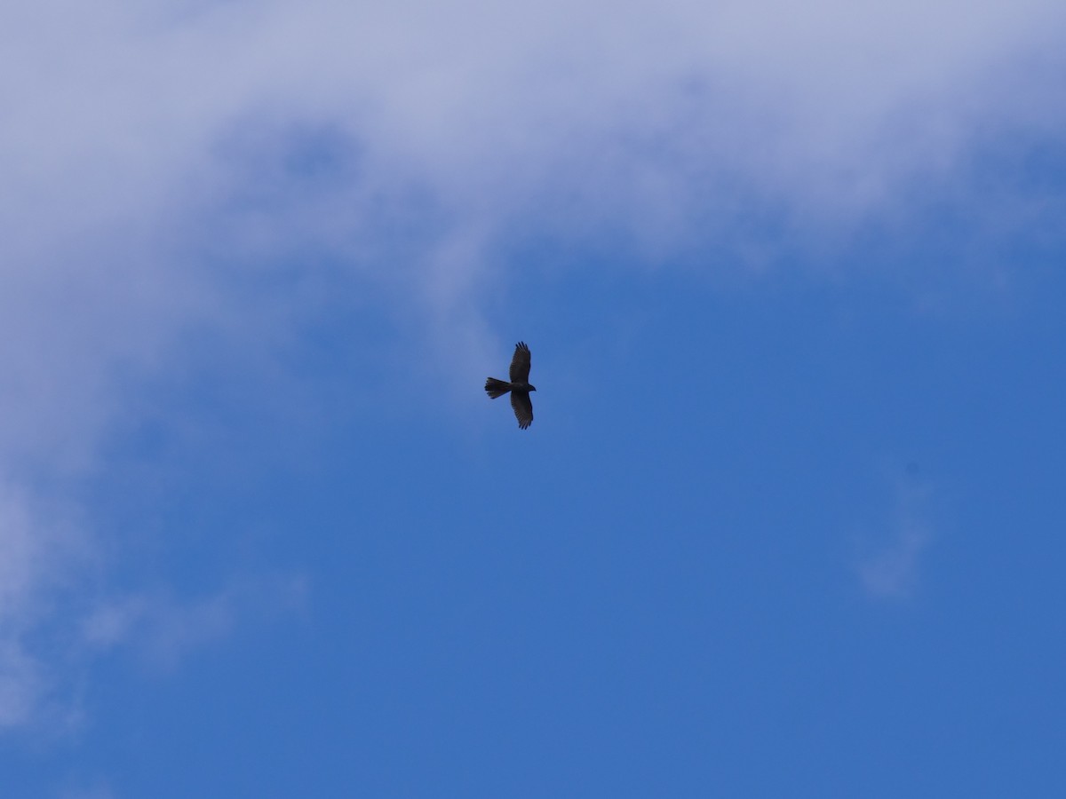 Brown Goshawk/Collared Sparrowhawk - ML556350501