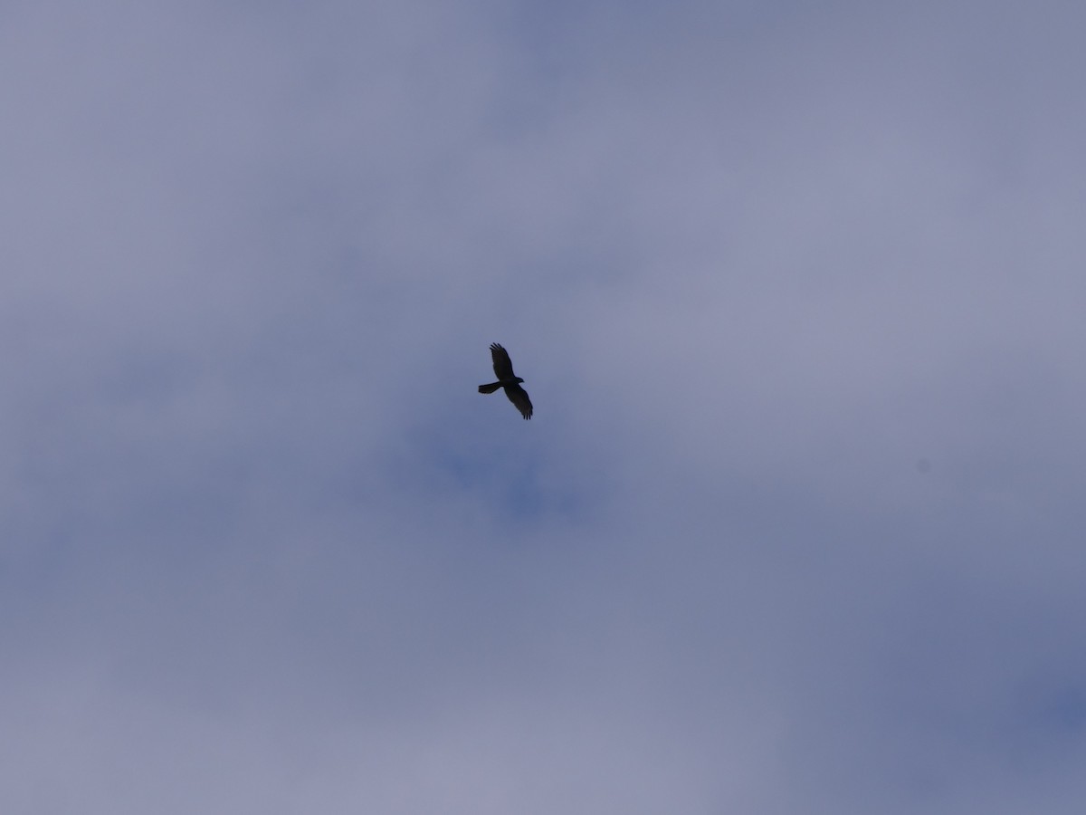 Brown Goshawk/Collared Sparrowhawk - ML556350511