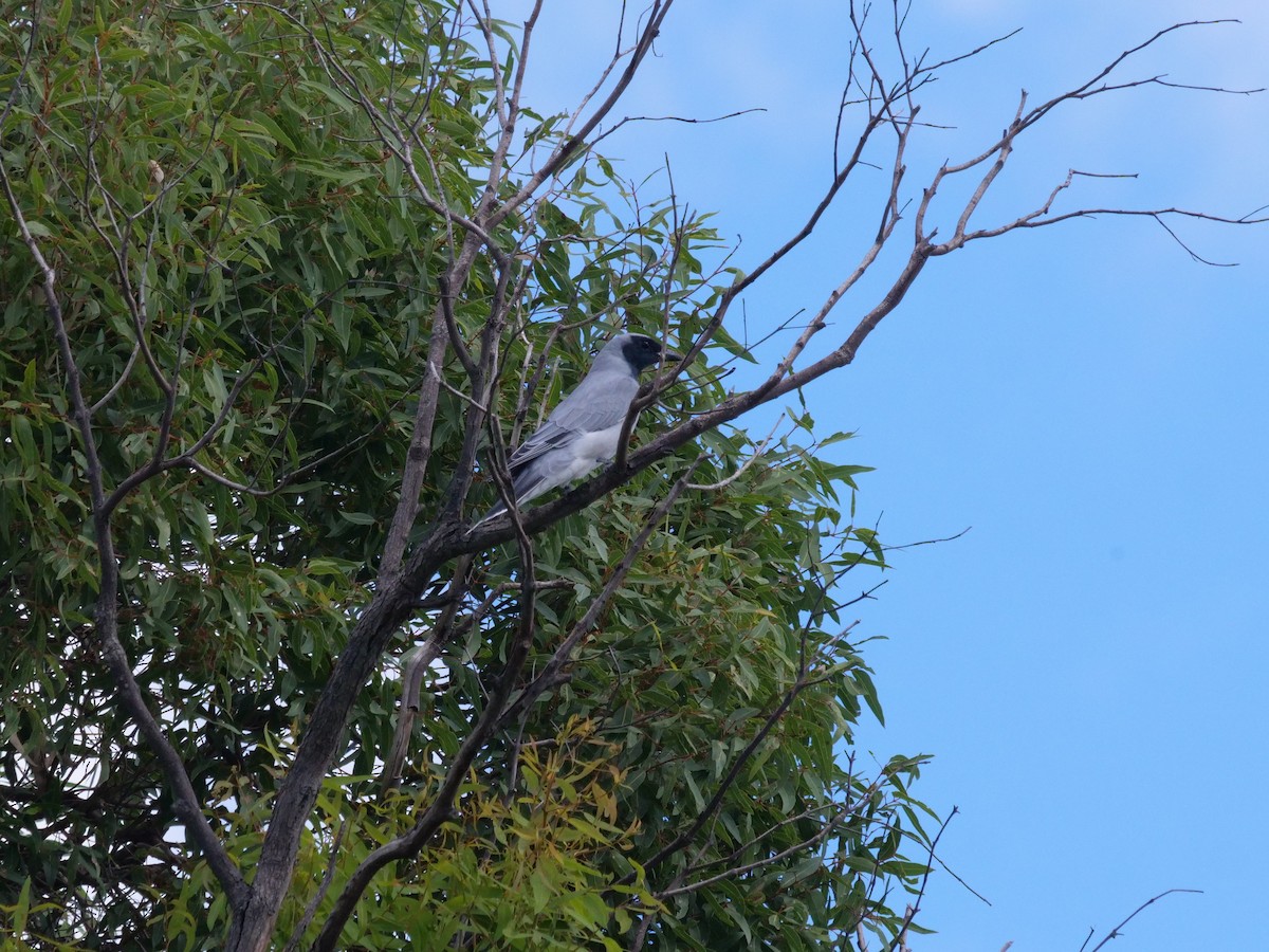 Black-faced Cuckooshrike - ML556350641