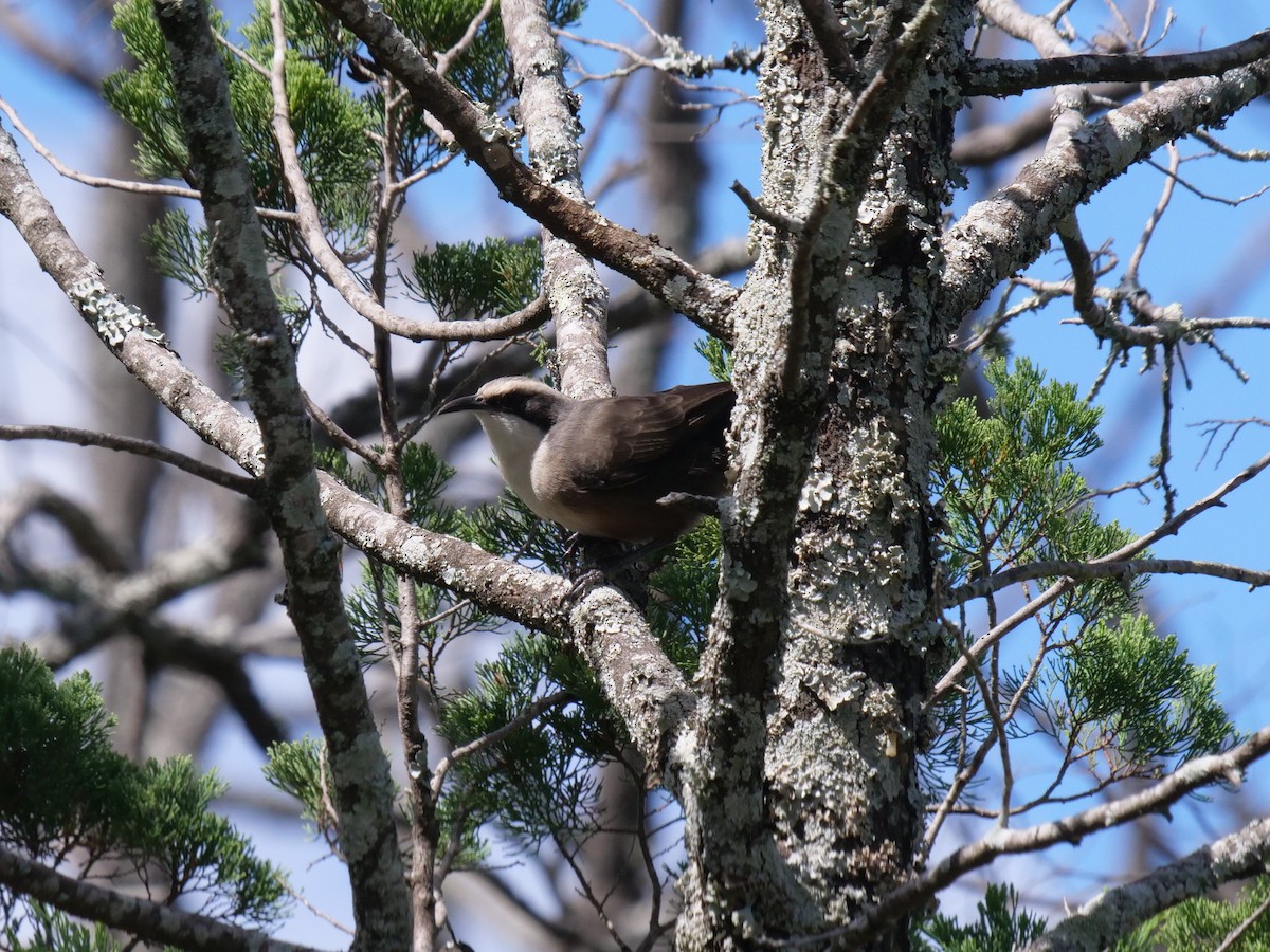 Gray-crowned Babbler - ML556350701