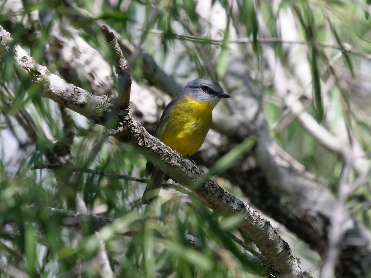 Eastern Yellow Robin - ML556350911