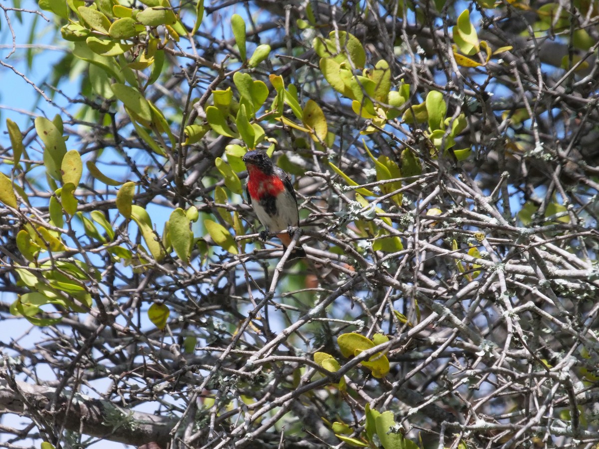 Mistletoebird - ML556351301