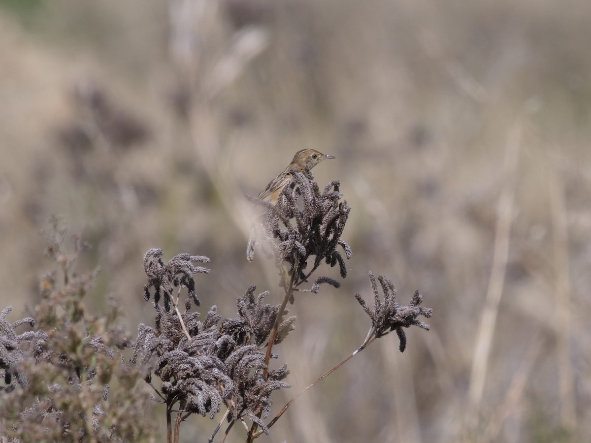 Golden-headed Cisticola - ML556351371