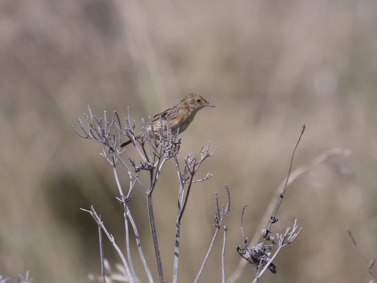 Golden-headed Cisticola - ML556351381