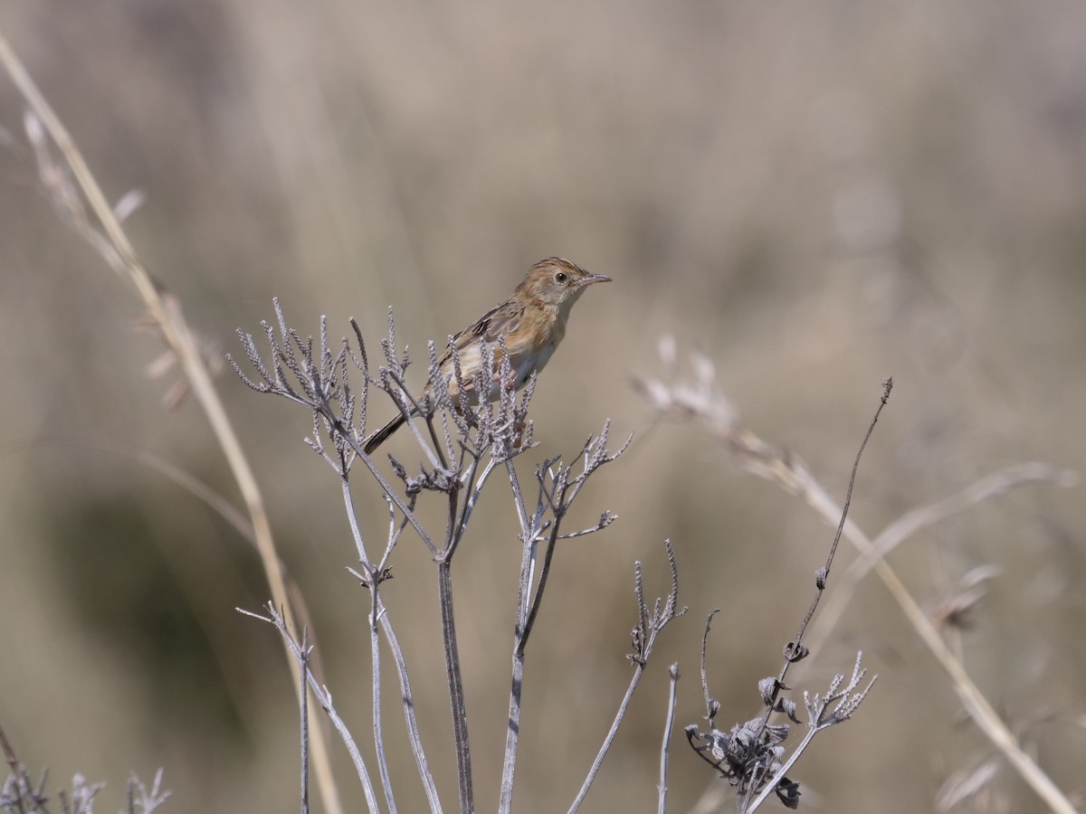 Golden-headed Cisticola - ML556351411