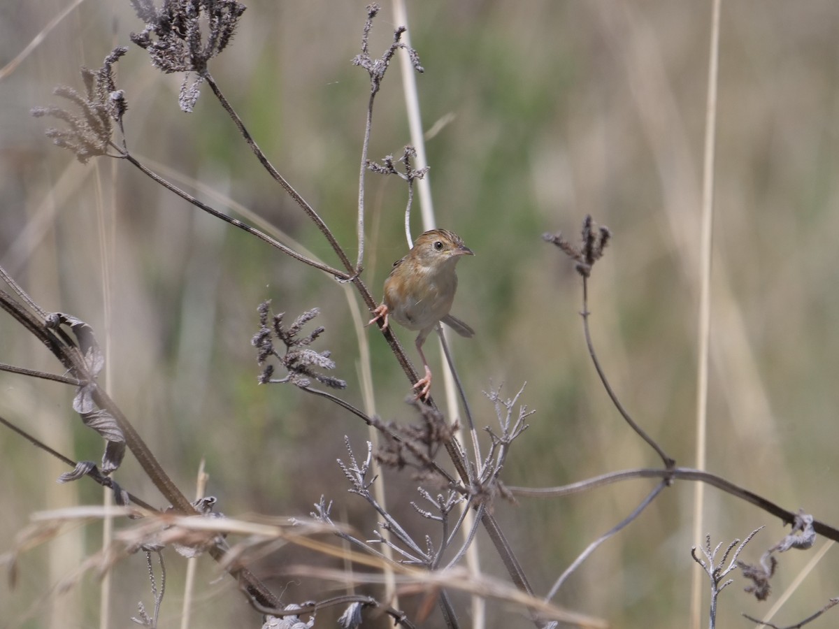 Golden-headed Cisticola - ML556351421