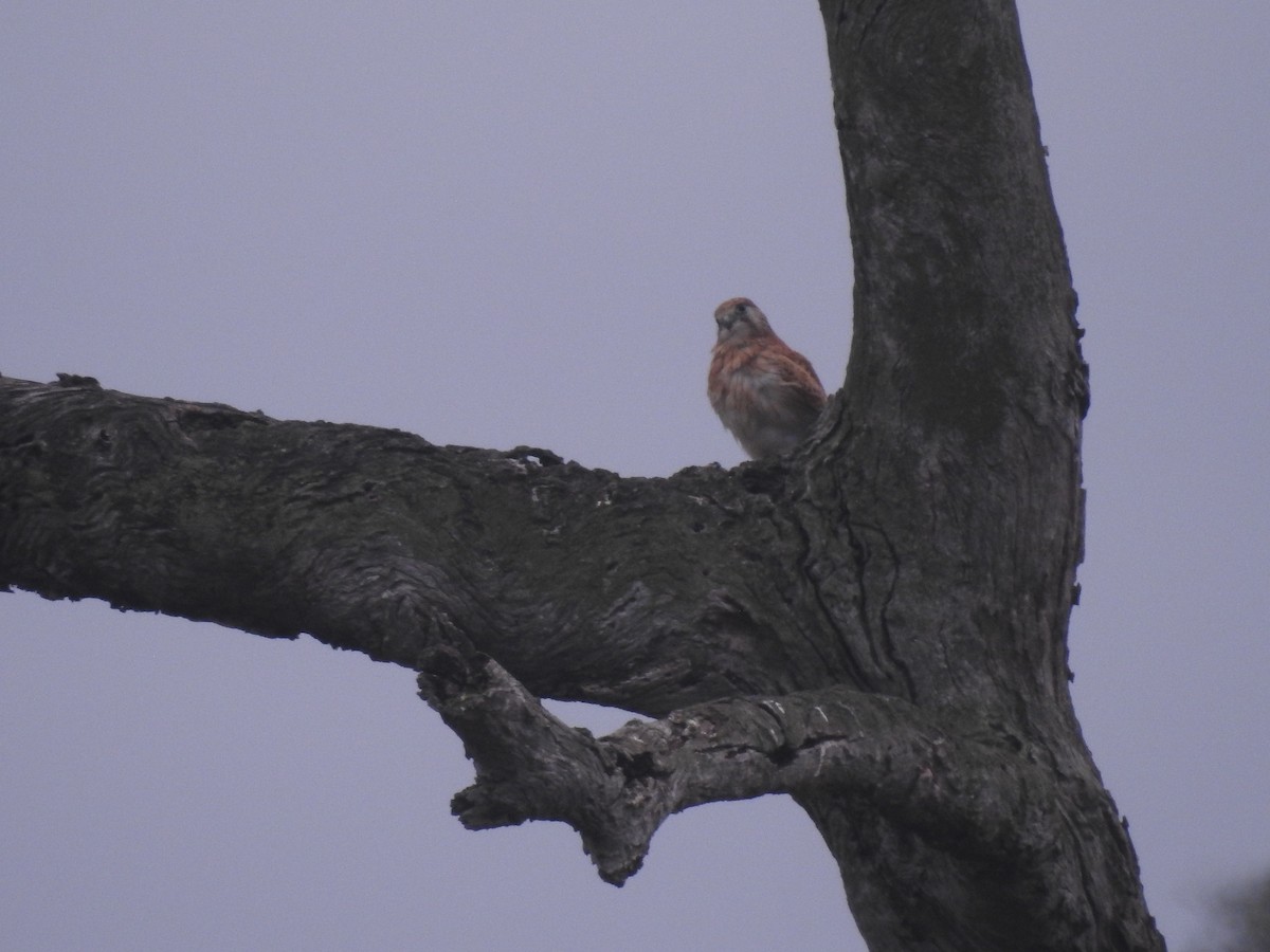 Nankeen Kestrel - Bridget Allan