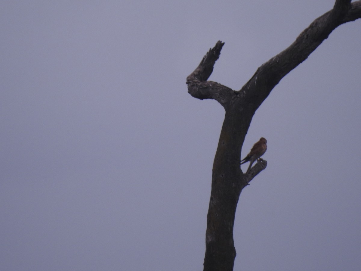 Nankeen Kestrel - ML556351671