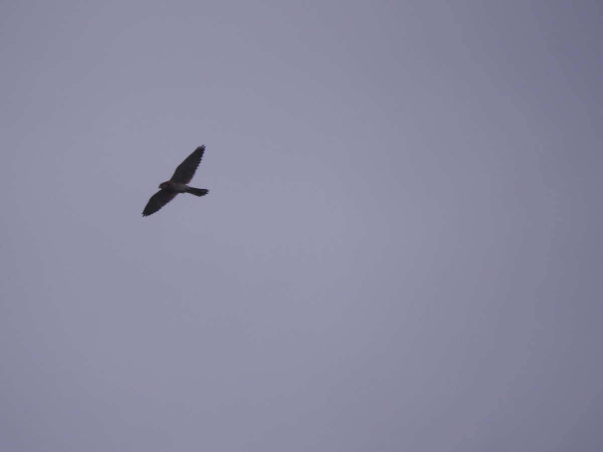 Nankeen Kestrel - ML556351781