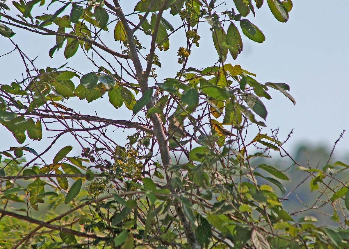 Cuban Vireo - Noreen Baker