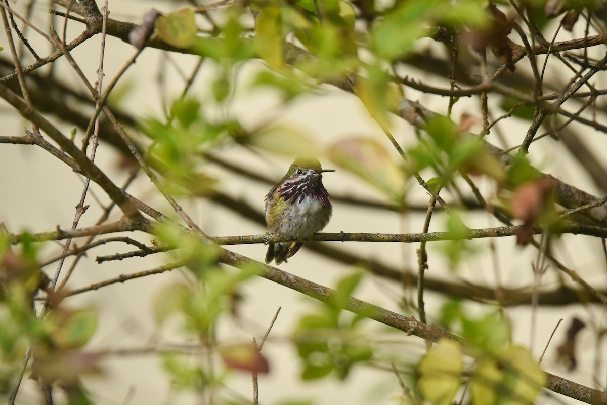 Calliope Hummingbird - ML556352951