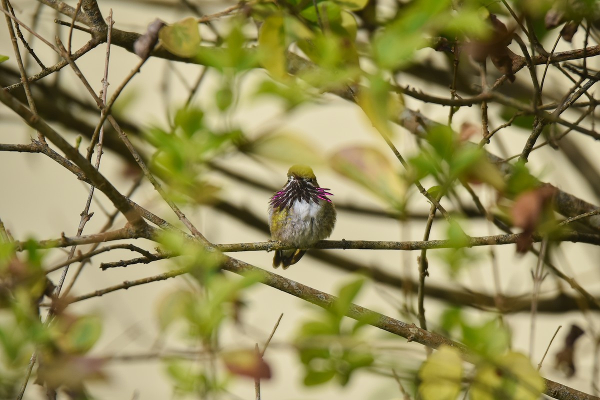 Calliope Hummingbird - ML556352961