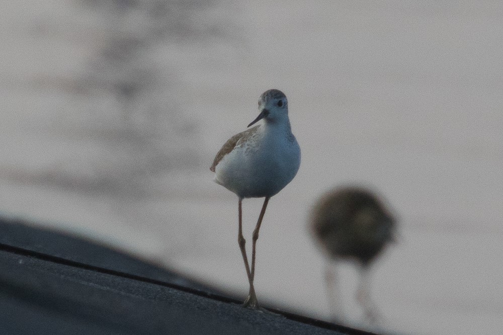 Marsh Sandpiper - ML556353411