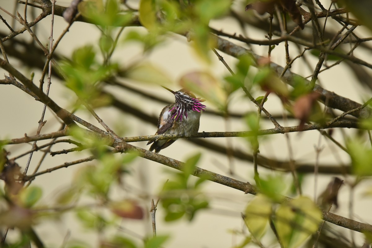 Calliope Hummingbird - ML556355421