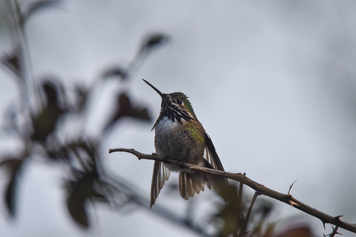 Calliope Hummingbird - ML556355481