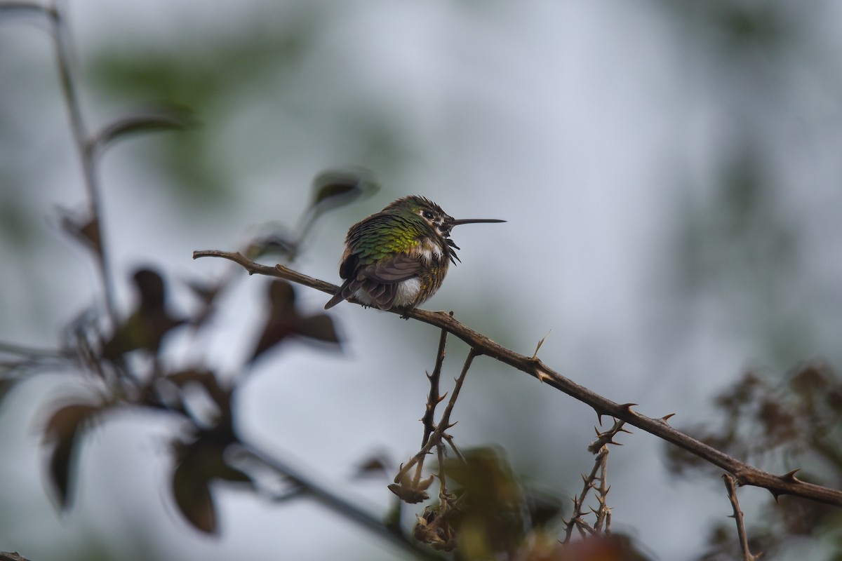 Calliope Hummingbird - ML556355491