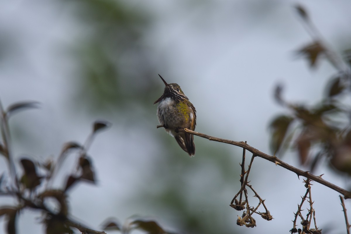 Calliope Hummingbird - ML556355511