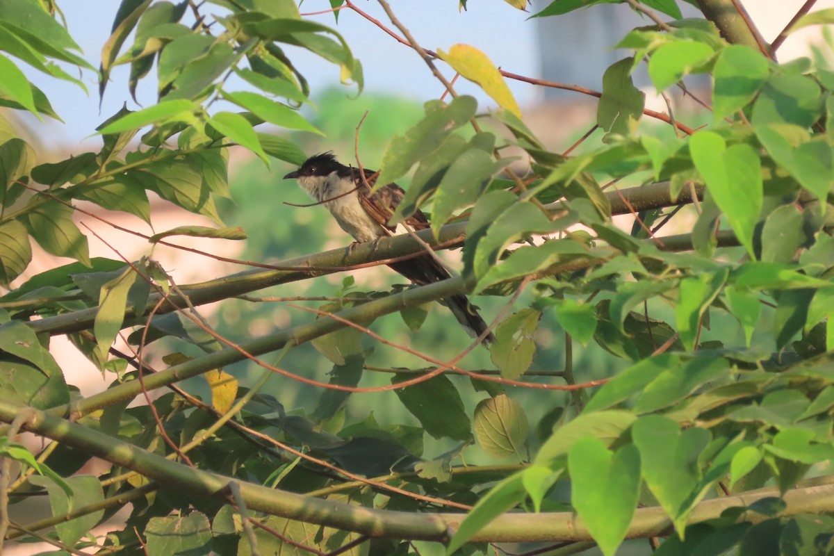 Pied Cuckoo - ML556356141