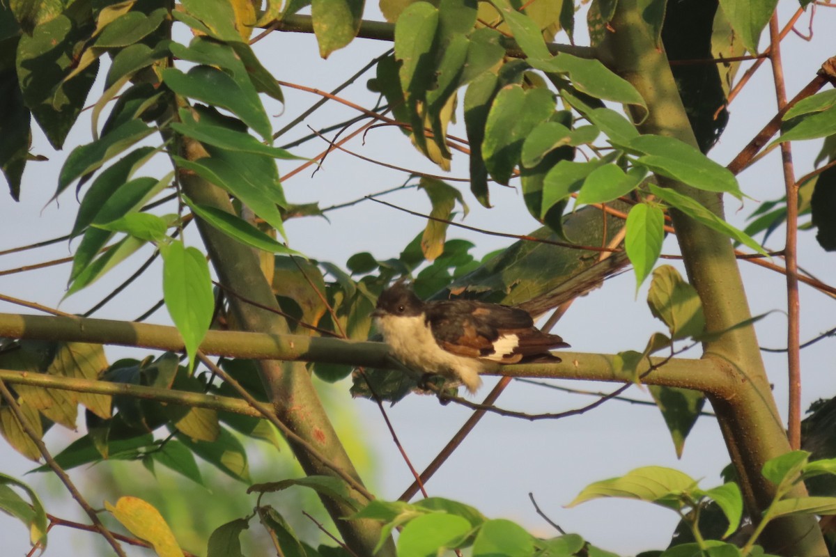 Pied Cuckoo - ML556356151