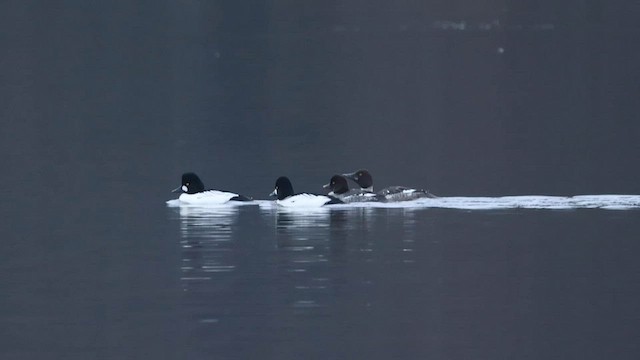 Common Goldeneye - ML556357681