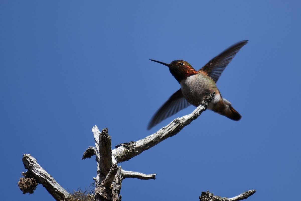 Anna's x Rufous Hummingbird (hybrid) - ML55635991