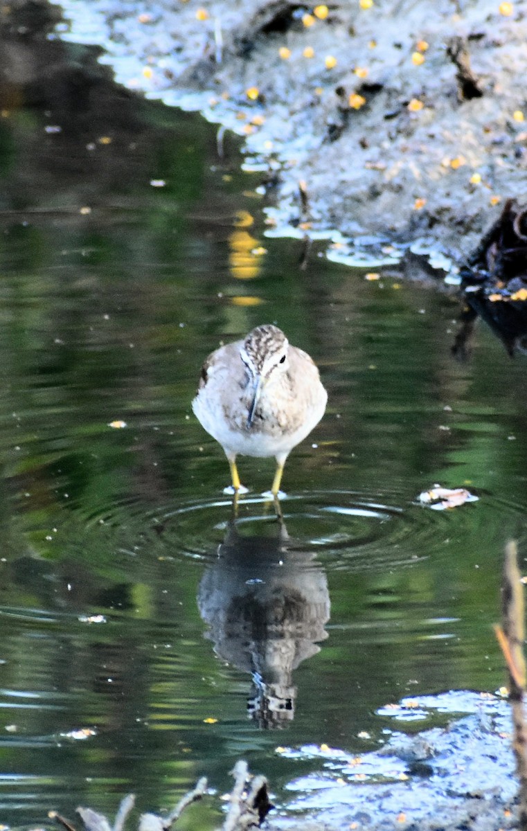 Wood Sandpiper - ML556361081