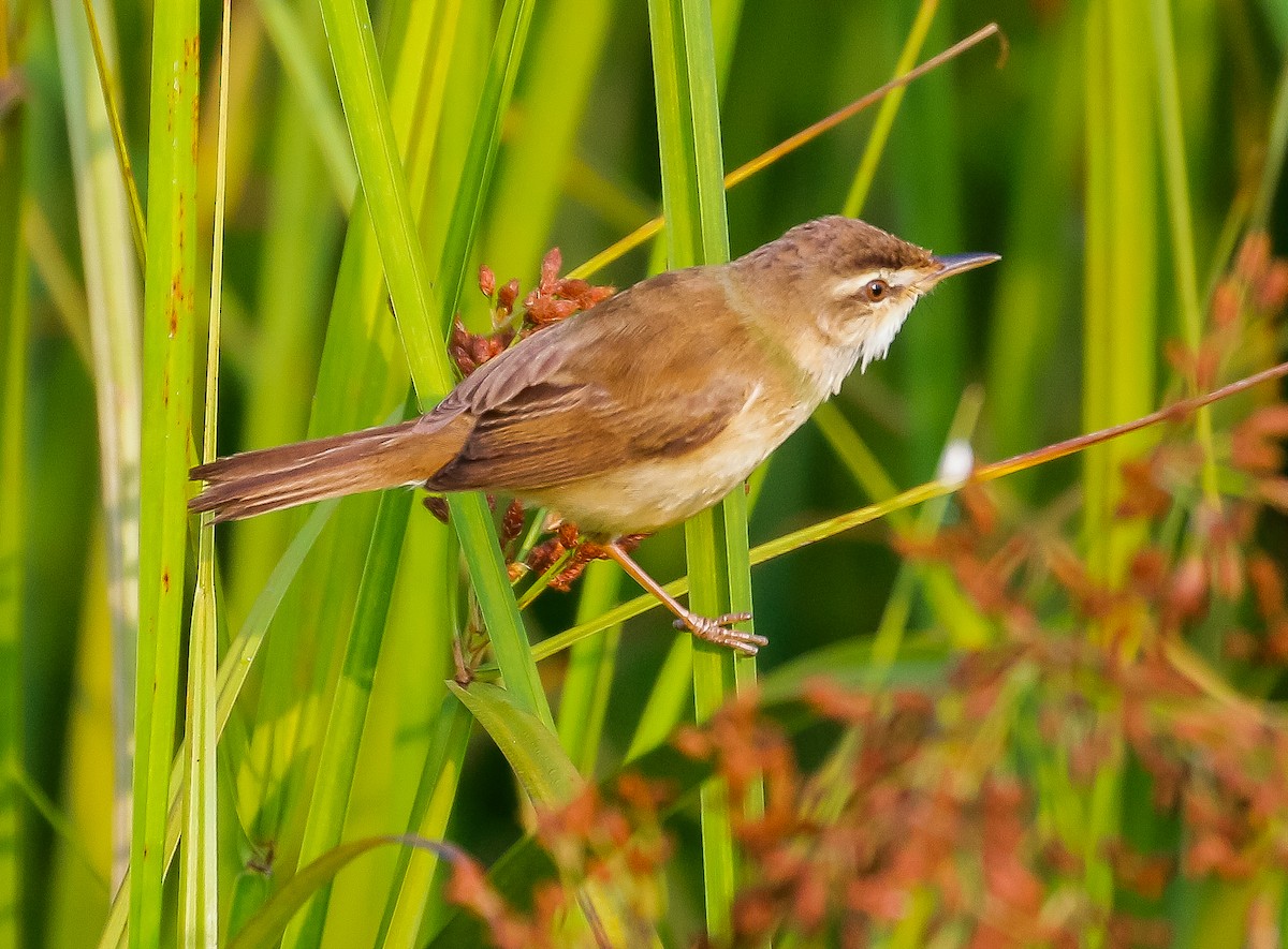 Manchurian Reed Warbler - Neoh Hor Kee
