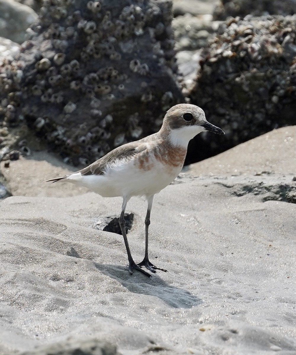 Tibetan Sand-Plover - ML556362851