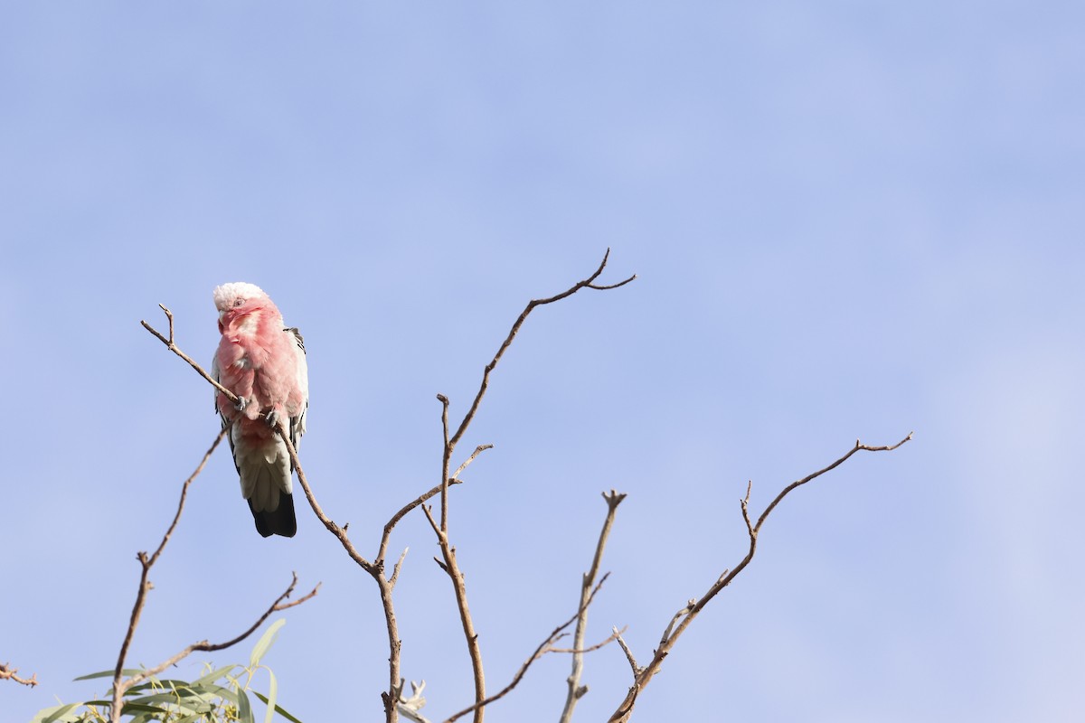 Cacatúa Galah - ML556363351